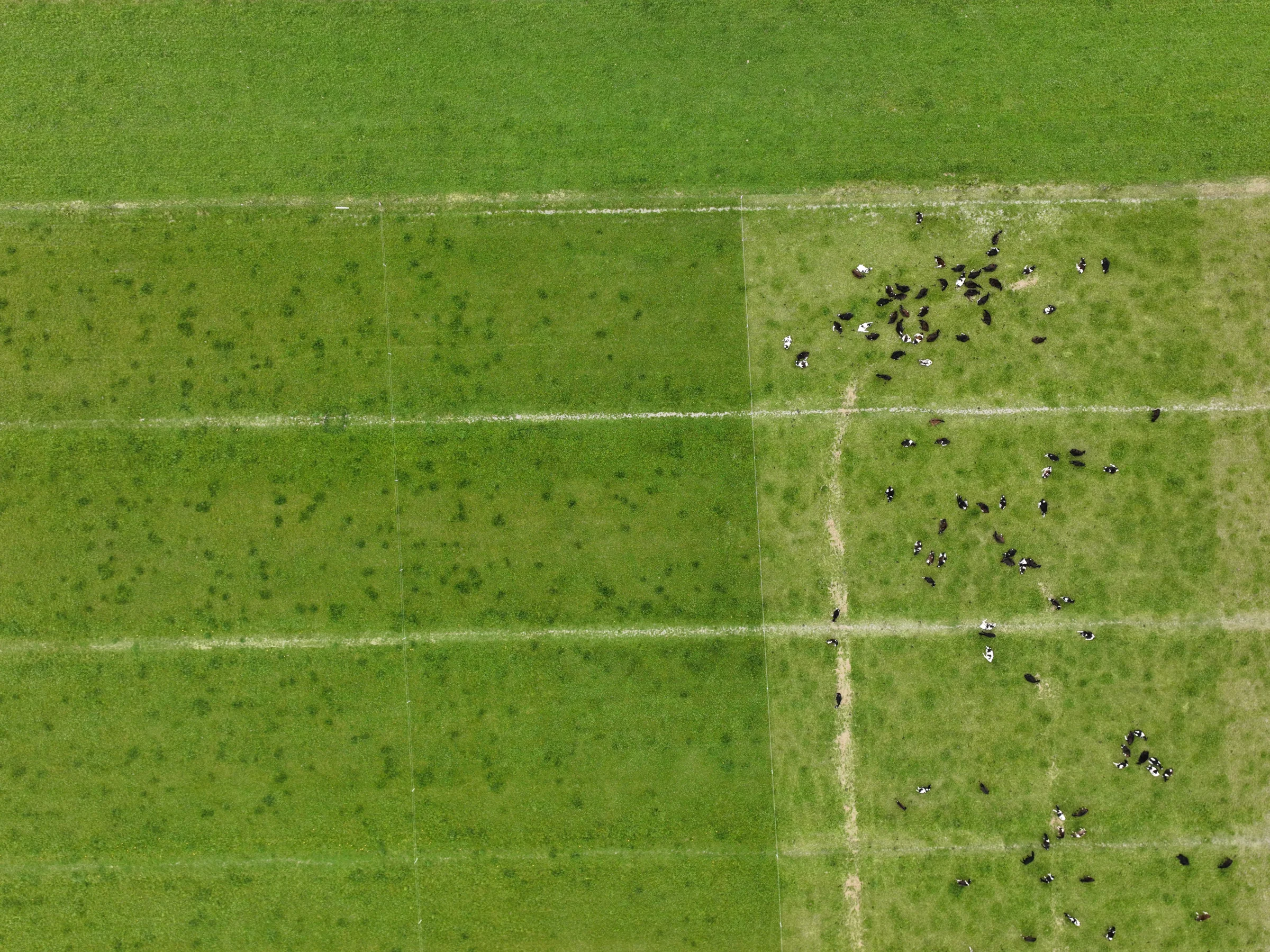 Top-down aerial view of green farm paddocks
