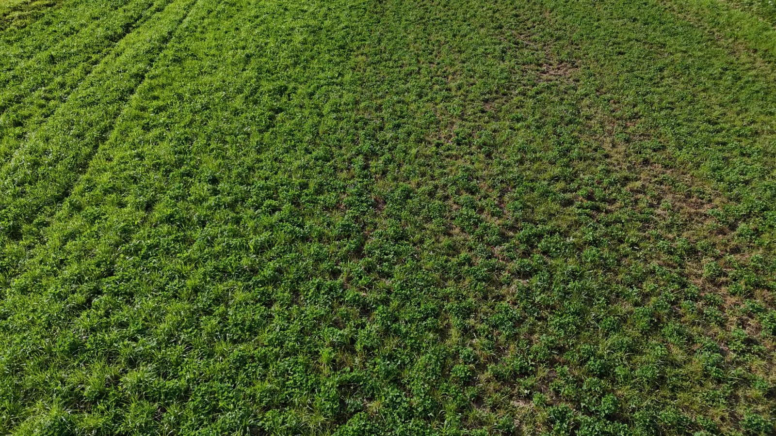 Aerial photograph showing contrasting pasture conditions across a paddock